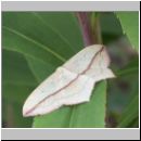 Timandra comae - Ampferspanner 03.jpg